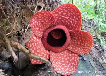 Rafflesia gadutensis yang tumbuh mekar di Sako Tapan-Pessel