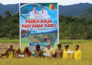 Panen Raya Padi Anak Daro di Kota Solok, Sumatra Barat