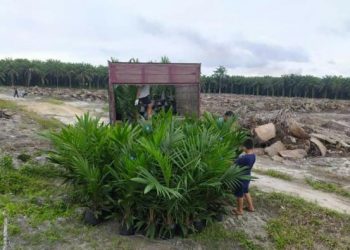 Peremajaan kebun sawit