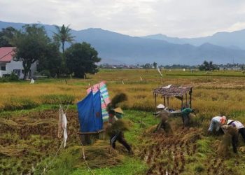 Panen padi di Kota Padang