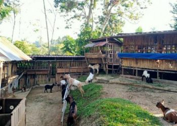 Usaha ternak kambing yang dikembangkan Hendra Saputra di kawasan Galanggang Batuang, Kota Solok