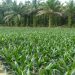 Lahan sawit