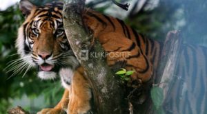 Harimau Sumatera