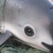 vaquita