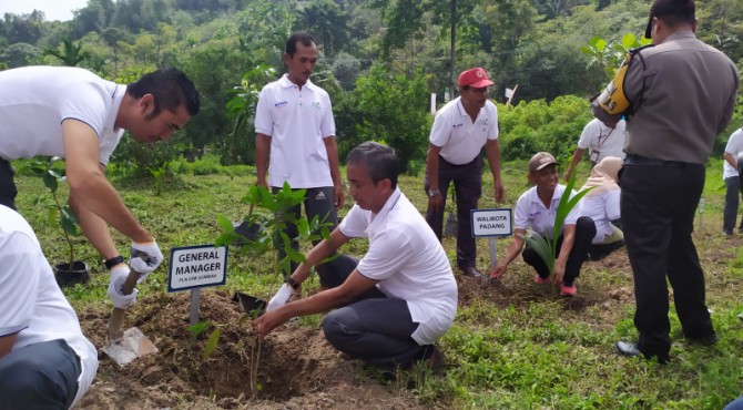 Dukung Pelestarian Lingkungan, PLN Sumbar Tanam 1.500 Bibit Pohon Di ...