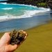 Pantai Papakolea, Hawaii.