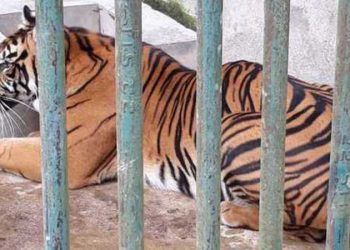 Salah Harimau Penghuni Baru Taman Satwa Kandi Sawahlunto