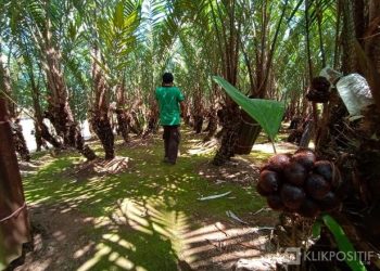 Agrowisata Salak Indosiar