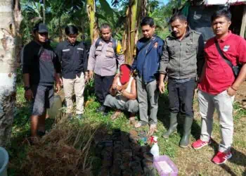 Riko kedapatan menanam ganja pada ladang jagung milik nya.