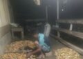 Harga Pinang