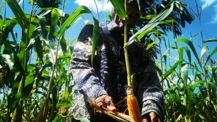 luhan Hektar Tanaman Jagung Terancam Gagal Panen di Padang Pariaman