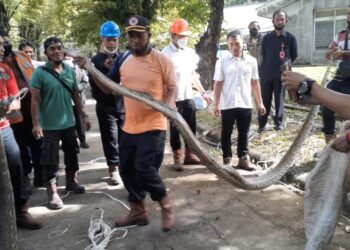 Petugas BPK Semen Padang menangkap dua ekor ular Piton di Kompleks L150 PT Semen Padang.