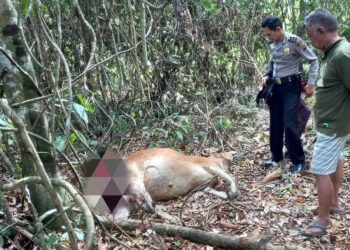 Petugas kepolisian Dan warga meninjau kondisi sapi yang diterkam hewan buas di Nagari Kuncir, Kabupaten Solok.(Ist)