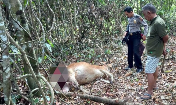 Petugas kepolisian Dan warga meninjau kondisi sapi yang diterkam hewan buas di Nagari Kuncir, Kabupaten Solok.(Ist)