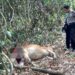 Petugas kepolisian Dan warga meninjau kondisi sapi yang diterkam hewan buas di Nagari Kuncir, Kabupaten Solok.(Ist)