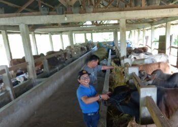 Petugas Dinas Pertanian Kota Solok meninjau salah satu kandang sapi di Kota Solok.(Ist)