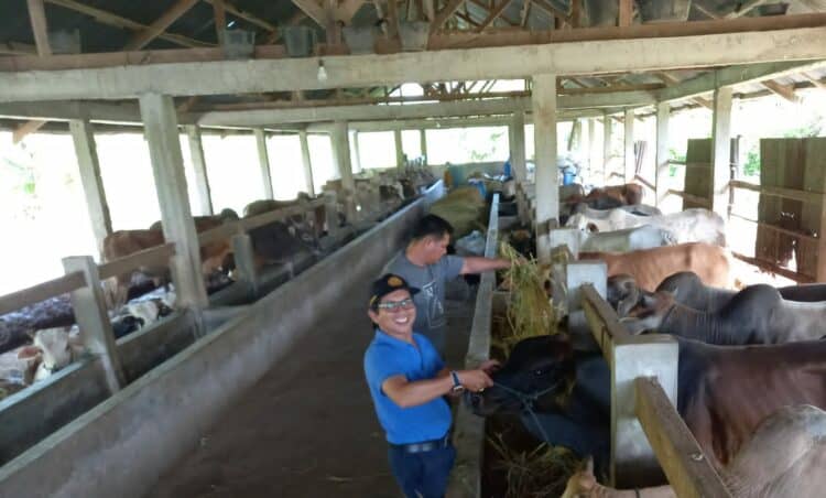 Petugas Dinas Pertanian Kota Solok meninjau salah satu kandang sapi di Kota Solok.(Ist)