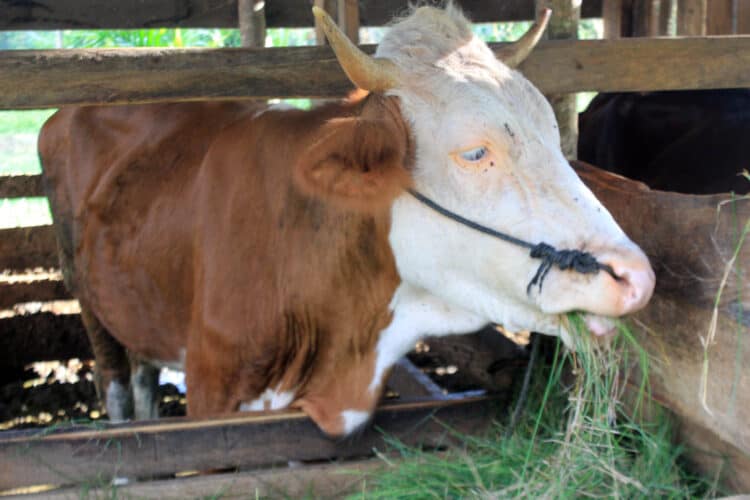 penipuan sapi kurban di bukittinggi