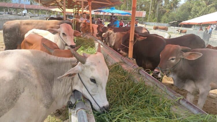 Pasar Ternak Muaro Paneh Solok.(Klikpositif)