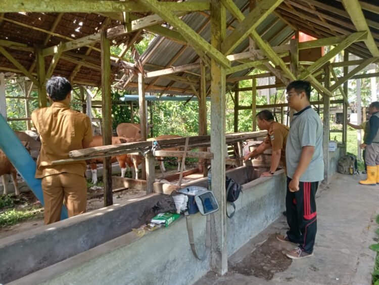 vaksinasi sapi di Padang Pariaman