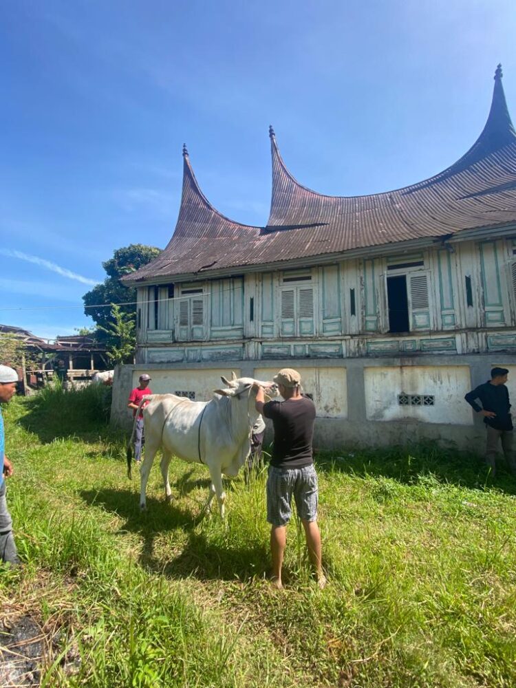 Salah seorang warga Payakumbuh, tengah mempersiapkan hewan kurban, Sabtu (9/7)/ Eko Fajri (Klikpositif)