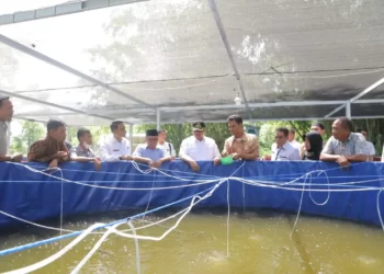 Wali Kota Solok, H. Zul Elfian Umar meninjau sarana budidaya ikan lele di Pokdakan Gawan Saiyo.(Ist)