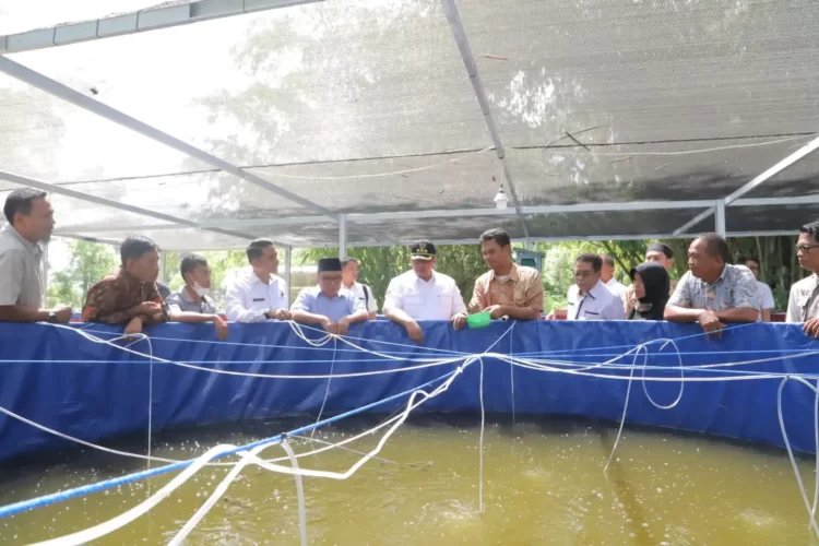 Wali Kota Solok, H. Zul Elfian Umar meninjau sarana budidaya ikan lele di Pokdakan Gawan Saiyo.(Ist)