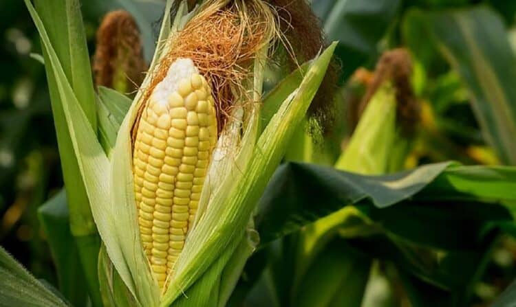 jagung lima puluh kota