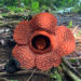 Bunga Rafflesia Tumbuh Mekar di Hutan TNKS Sako Tapan Pessel