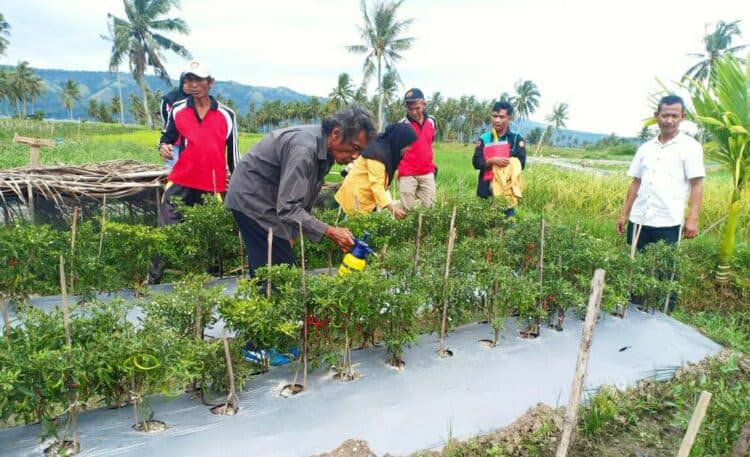 Penerapan Asam Salisilat dalam pertanian cabai merah binaan PKM Fakultas Pertanian UMMY Solok di Paninggahan.(Ist)