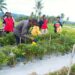 Penerapan Asam Salisilat dalam pertanian cabai merah binaan PKM Fakultas Pertanian UMMY Solok di Paninggahan.(Ist)