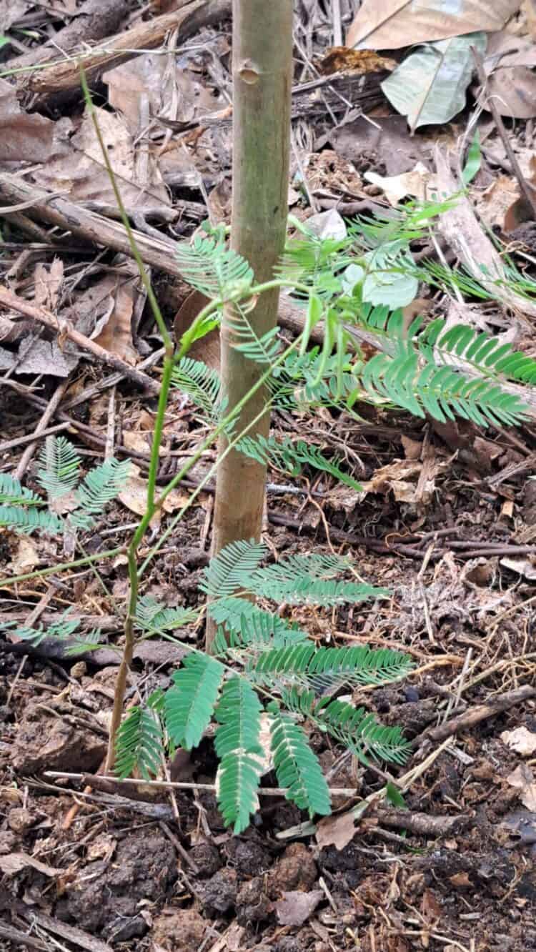 Semen Padang tanam pohon kaliandra