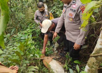 Kondisi kambing warga yang diduga dimangsa harimau di nagari Supayang, Kabupaten Solok.(Ist)