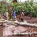 Lokasi tempat korban tertimpa pohon durian yang tumbang akibat angin puting beliung.(Ist)