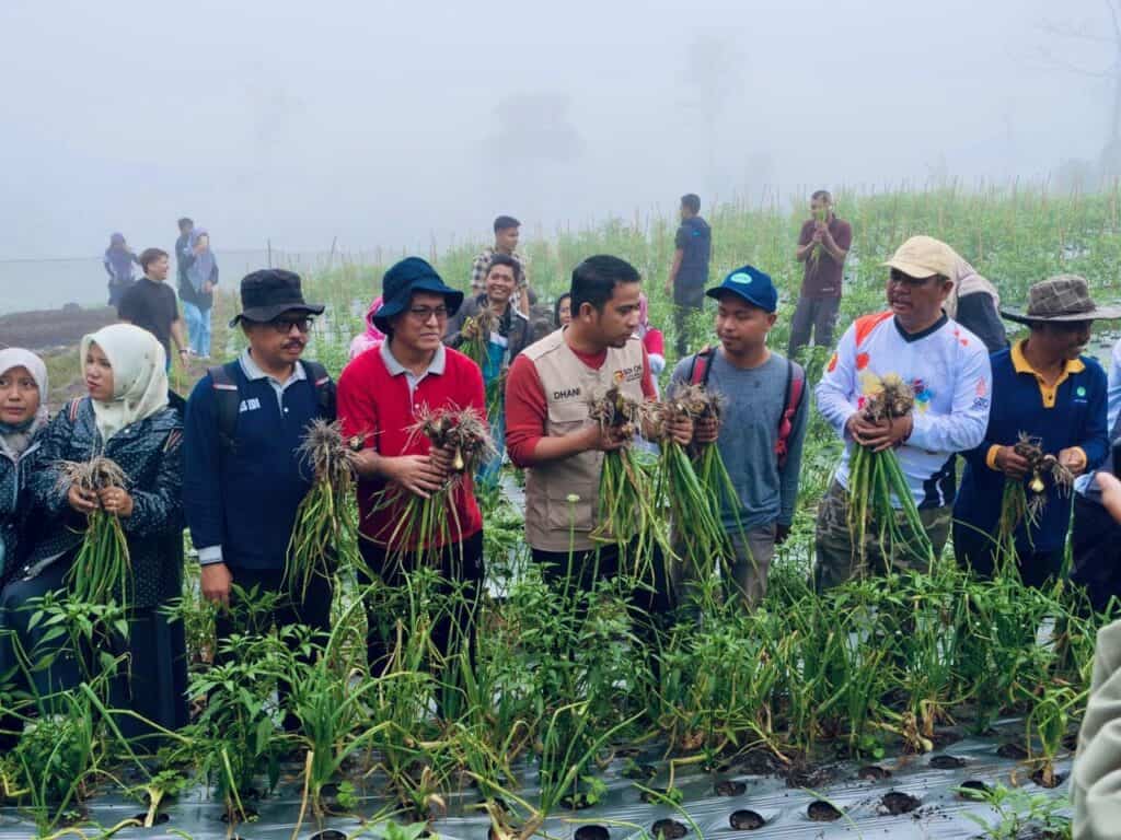 Wakil Wali Kota Solok, Ramadhani Kirana bersama Kadis Pertanian, Zulkifli melakukan panen perdana bawang bombai di Batu Patah Payo.(Prokomp)