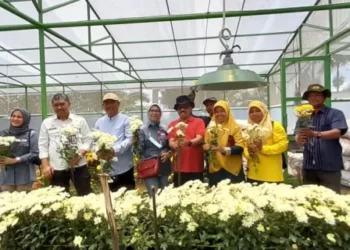 Sekretaris Direktorat Jenderal Hortikultura, Dr. Ir. Muhammad Taufiq Ratule saat melihat langsung sentra krisan di Payo, Kota Solok.(Ist)