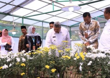 General Manager PLN Unit Induk Distribusi (UID) Sumatera Barat, Eric Rossi Priyo Nugroho bersama Wako Solok, H. Zul Elfian melihat langsung kebun Bunga Krisan di Batu Patah Payo.(Prokomp)