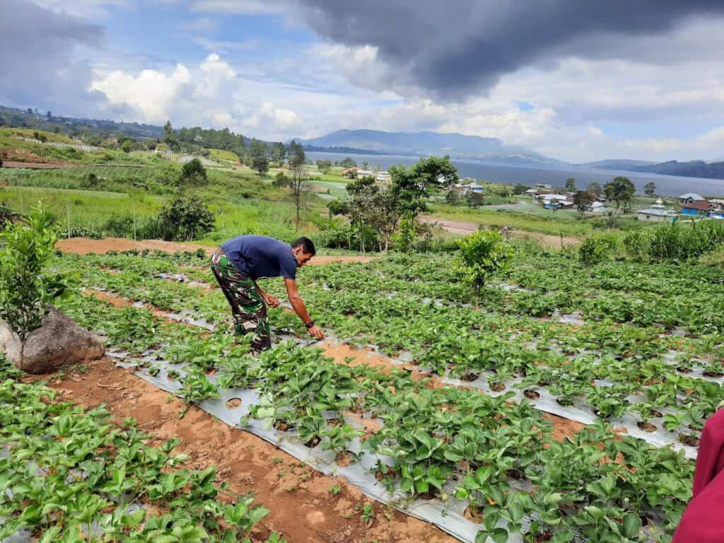 Lahan Agrowisata Strauberry di daerah Kayu Jao, Kabupaten Solok yang dibantu Aqua Solok dalam pengembangannya.(Ist)