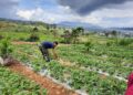 Lahan Agrowisata Strauberry di daerah Kayu Jao, Kabupaten Solok yang dibantu Aqua Solok dalam pengembangannya.(Ist)