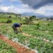 Lahan Agrowisata Strauberry di daerah Kayu Jao, Kabupaten Solok yang dibantu Aqua Solok dalam pengembangannya.(Ist)