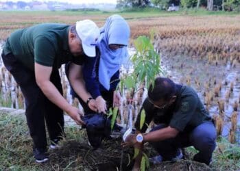 Wali Kota Solok, H. Zul Elfian bersama ketua TP PKK, Zulmiyetti Zul Elfian saat melakukan penanaman pohon di Kelurahan VI Suku.(Prokomp)