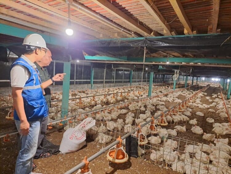 Program Electrifying Agriculture juga meningkatkan produktivitas usaha pembibitan ayam di Muara Enim, Sumatera Selatan. Dengan meningkatkan penggunaan peralatan listrik, usaha tersebut bisa meningkatkan kapasitas produksi hingga 12 persen. Dari yang sebelumnya hanya 130-140 ribu butir telur per hari, menjadi di atas 150 ribu butir telur per hari