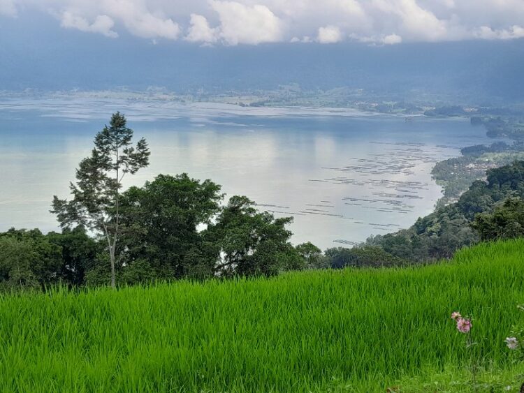 Danau Maninjau dari Kecamatan Matur