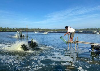 Perusahaan tambak udang modern Sei Bulan di Singkawang Utara, Kalimantan Barat yang menggunakan listrik PLN. Sejak menggunakan listrik PLN, biaya produksi usahanya dapat ditekan hingga 60 persen dibandingkan menggunakan mesin genset berbahan bakar minyak.