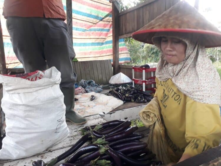 Usaha pertanian masyarakat menggeliat dengan adanya bantuan dan binaan melalui program CSR AQUA Solok.(Ist)