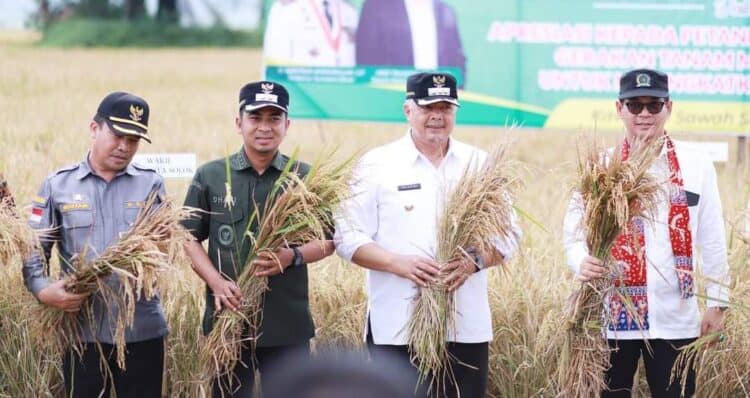 Sawah Solok