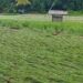 Dampak banjir terhadap sejumlah areal sawah milik warga di Kota Solok.(Ist)