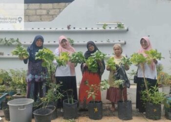 Panen sayur gang hijau