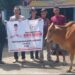 Andre Rosiade Serahkan Sapi Kurban untuk PWI Sumbar