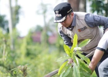 Wakil Wali Kota Solok, Dr. Ramadhani Kirana Putra menanam pohon dalam peringatan hari lingkungan hidup 2024.(Prokomp)